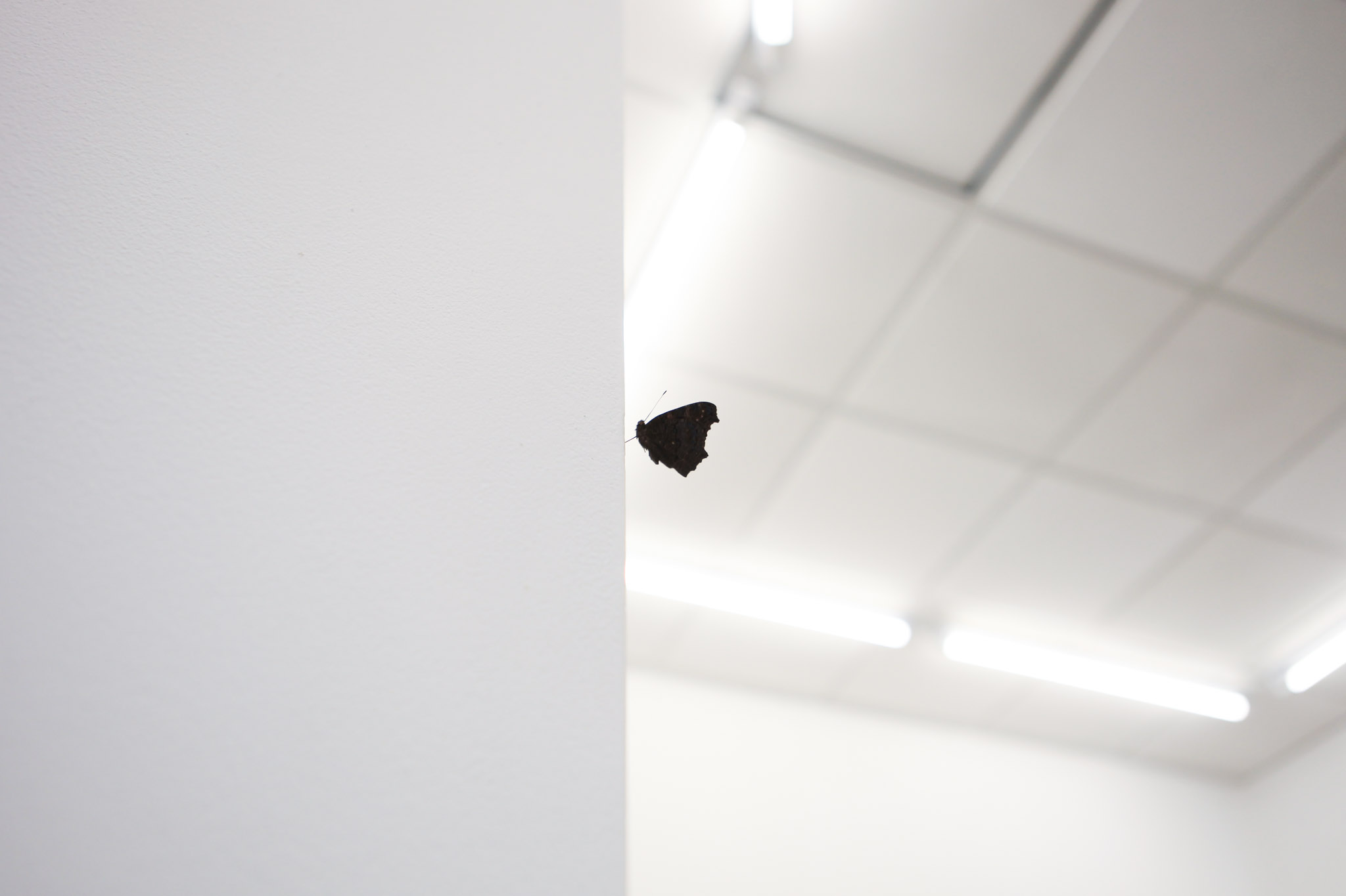 <em>Untitled (stargazing)</em>, 2026. Exhibition view: <em>Shhhtruz Aman Yavas</em>, cur. Julie Portier, Monopôle, Lyon (FR), 2026.